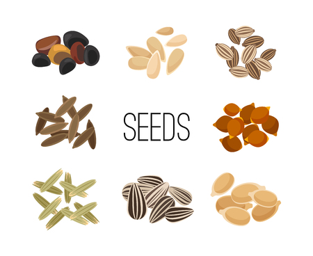 Grains and seeds isolated on white background. Sunflower and pumpkin, rice and corn, cerealsのイラスト素材