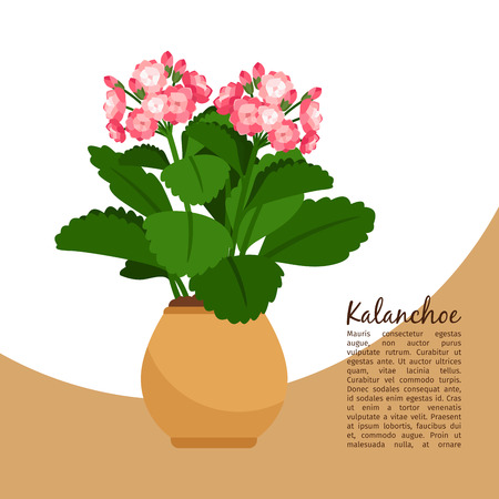 Kalanchoe plant in pot bannerのイラスト素材