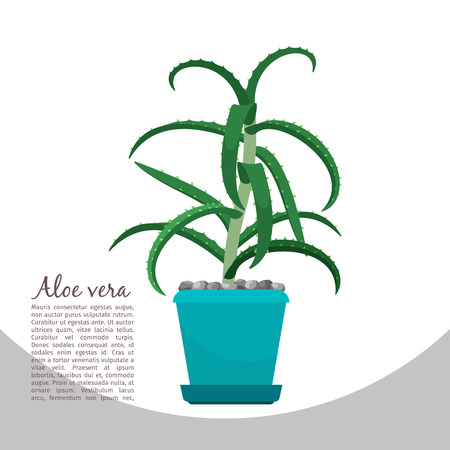 Aloe vera plant in pot bannerのイラスト素材