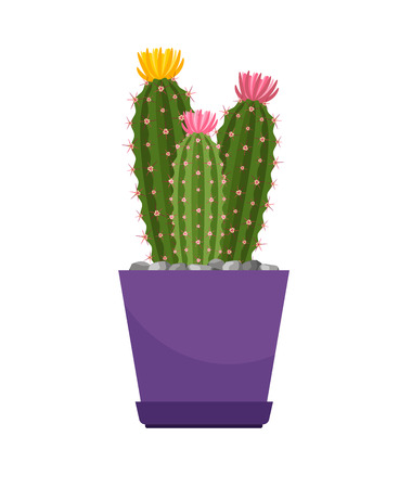 Cactus with flowers house plantのイラスト素材