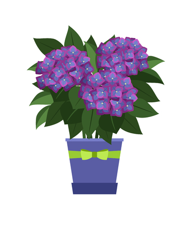 Hydrangea house plant in flower pot vector illustration on white background.のイラスト素材