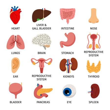 Internal organs. Human body anatomy organ icons, cartoon lungs and heart, urinary system and liver, reproductive function and brain, vector illustrationのイラスト素材