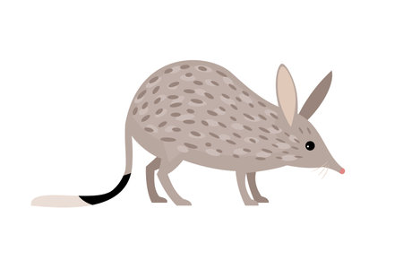 Rabbit Bandicoots. Cartoon zoo character, wild australian rodent, funny small cute nature pet, vector illustration of bilby isolated on white backgroundのイラスト素材