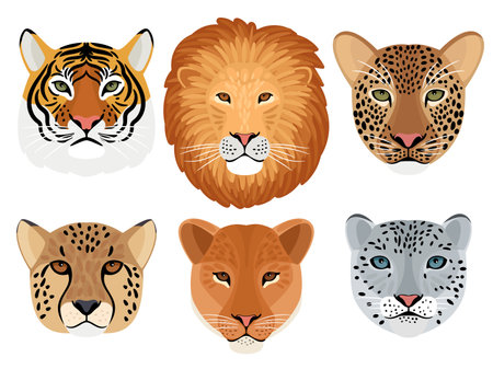 Wild cat head set. Hunting trophy, lion and tiger, leopard and snow leopard, cheetah front face of wildcats, vector illustration of aggressive beasts heads isolated on white backgroundのイラスト素材