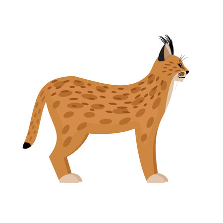 Wild lynx. Cartoon cute cat of wildlife, fast beast of nature, exotic zoo character, vector illustration of caracal isolated on white backgroundのイラスト素材