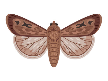 Exotic moth. Cartoon night insect with wings, flying amazing big australian butterfly, vector illustration of bogong moth isolated on white backgroundのイラスト素材