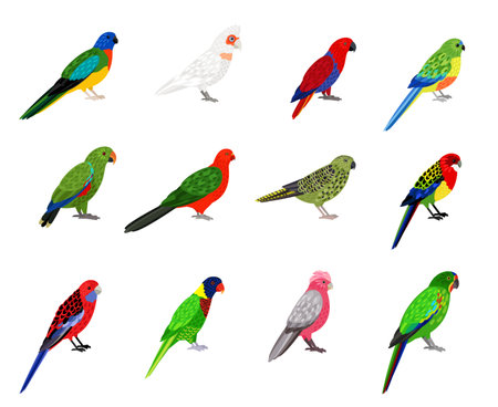 Parrots set. Cartoon birds with colourful feathers, tropical characters of zoo with beak and feathers, vector illustration of colored parakeets isolated on white backgroundのイラスト素材