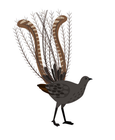 Bird with long feathers. Cartoon beautiful ornithology character, exotic flying animal, vector illustration of lyrebird isolated on white backgroundのイラスト素材
