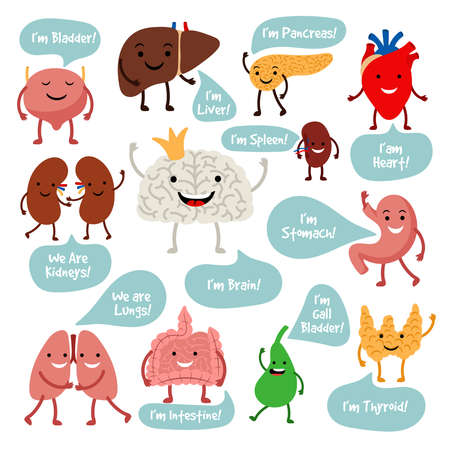 Human internal organs. Cartoon anatomy organs with happy smiles vector image, healthy spleen and lungs, liver and heart charactersのイラスト素材