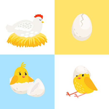 Hen and chick. Cartoon laying hen in nest, egg icon and hatched chick with eggshell on head vector illustration for marketing picturesのイラスト素材