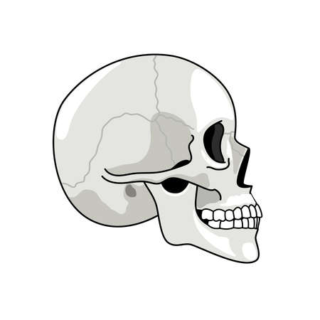 Skull profile. Gray skulls picture on white background, halftone anatomy symbol, illustrated dead human head simple sketch, skeleton chump drawing isolated on whiteのイラスト素材
