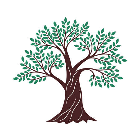 Tree green drawing. Oak graphics, environment religious creative knowledge branding element, genealogy wood vector illustration on whiteのイラスト素材