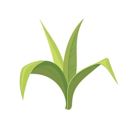 Bamboo leaves. Green leaf growing sugar cane or sugarcane plant, cartoon vector flat icon illustrationのイラスト素材