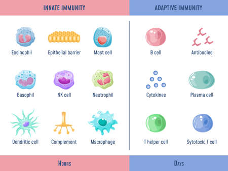Adaptive immune system. Cells Innate immunity Complement protein, Anatomical division diagram with lymphoid cell, medical graphic exact vector illustrationのイラスト素材