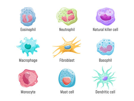 Cells lymphocyte. Immune system human anatomy, blood cell or leukocytes nk fibroblast macrophage Eosinophil Neutrophil Basophil and Dendritic, cartoon set exact vector illustrationのイラスト素材