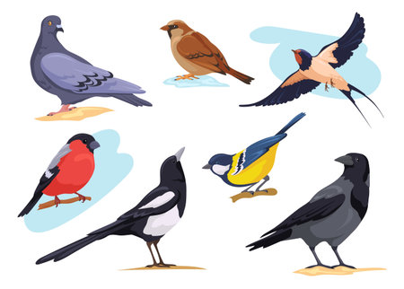 Common birds. Cartoon isolated city and forest bird pigeons sparrows bullfinch dove goldfinch, nature birding european animal collection different pose, neat vector illustrationのイラスト素材