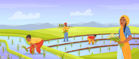 Indian farmers harvesting rice. Farmer working in land field, rural farming india agriculture, watering paddy, asian worker on planted meadow, cartoon exact vector illustrationのイラスト素材
