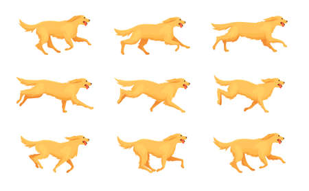 Retriever running animation. Cartoon dog run, motion sequence step 2d character pet, animals doggy poses in movement, running and jumping puppy, exact isolated vector illustrationのイラスト素材