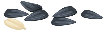 Sunflower cartoon seeds. Delicious kernels in black shellsのイラスト素材