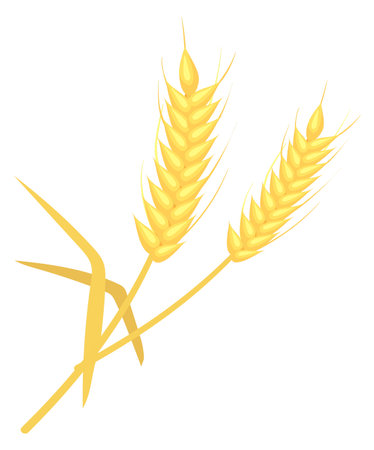 Wheat ears icon. Cartoon field grain cropのイラスト素材