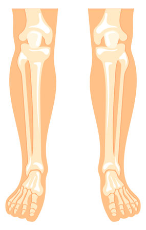 Human legs anatomy. Bone structure medical illustrationのイラスト素材