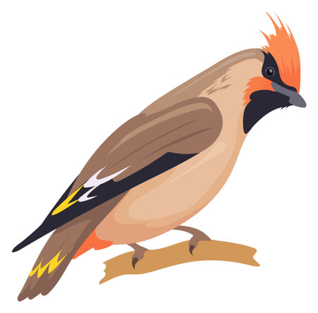 Waxwing sit on tree branch. Wild european birdのイラスト素材