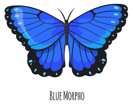 Blue morpho butterfly. Exotic winged moth animalのイラスト素材