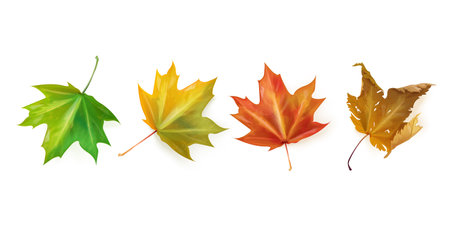 Realistic maple leaf. Red maples leaves aging, autumn life canada symbol, single beauty fall dry leafs of september november season flora, isolated exact 3d vector illustrationのイラスト素材