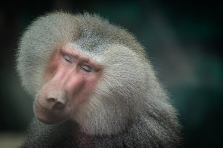 Baboon