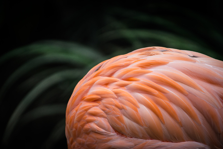 close up of flamingoの写真素材