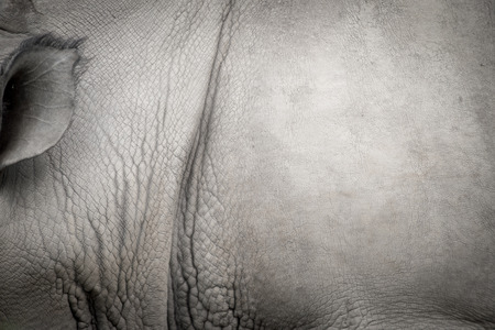 Rhinoceros bodyの写真素材