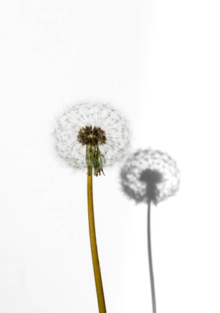 Dandelion and his shadow isolated on white backgroundの写真素材