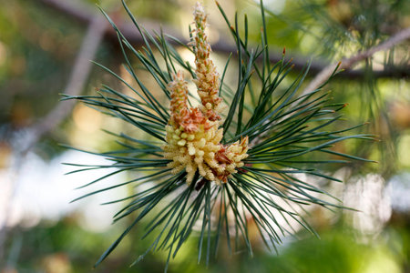 Flowers of the pine blossoms on a spring day closeupの写真素材