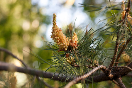 Flowers of the pine blossoms on a spring day closeupの写真素材