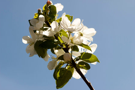 Flowers of the apple blossoms on a spring day close-upの写真素材
