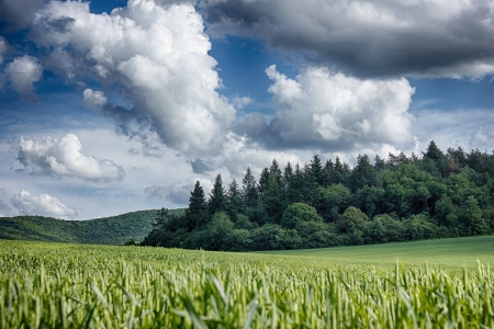 Woods and fields landscapeの写真素材