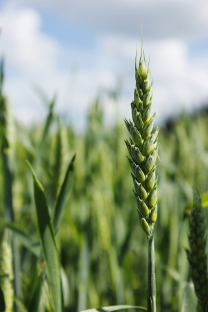 Wheat fieldの写真素材