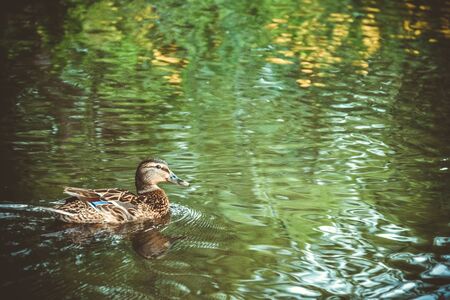 brown duck swims in the lake, view of a duck, swimming duckの写真素材