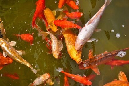 Royal carp in the pond, flock of carp, red carpの写真素材