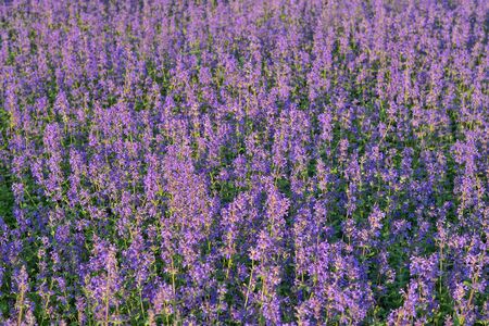 lavender background, lavender field closeup, purple wildflower, texture of purple flowersの写真素材