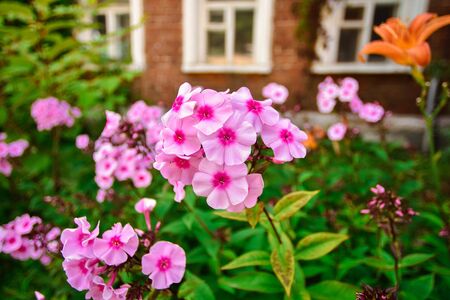 pink hydrangea close-up, pink hydrangea in the garden, hydrangea petalsの写真素材