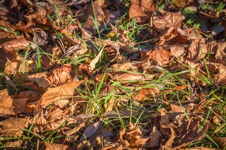 Fallen leaves in green grass close up, fallen leaves on the groundの写真素材