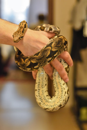 python on the arm, snake on the arm, man holds the python, python close-up