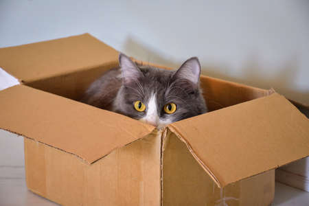 cat sitting in a box, cat portraitの写真素材