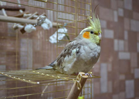 parrot cockatiel close-up sitting on the cageの写真素材