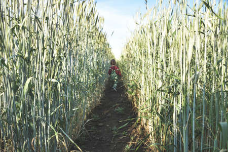 a small child in a wheat field stands with his back to the viewer. little child walks in a wheat field. a little boy in a wheat field with his back to the viewerの写真素材