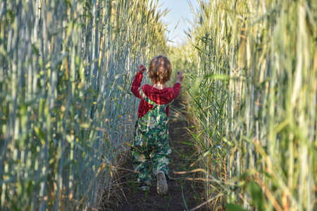 a small child in a wheat field stands with his back to the viewer. little child walks in a wheat field. a little boy in a wheat field with his back to the viewerの写真素材