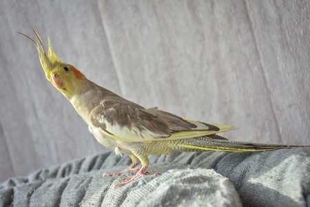 portrait of parrot cockatiel, cockatiel close-up, gray parrot, home parrotの写真素材