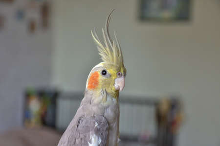 portrait of parrot cockatiel, cockatiel close-up, gray parrot, home parrotの写真素材