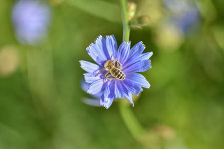 wasp in purple flower, insect in flowerの写真素材